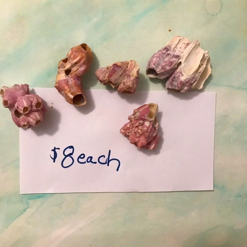 Custom shell bundle — PLEASE READ - Picture 9 of 13